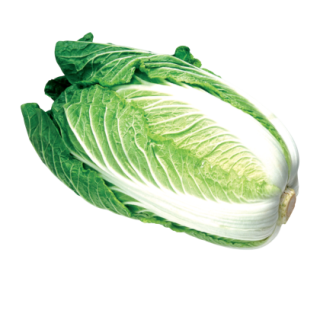 Jaya Chinese Cabbage From Known You Seed (India) (1)-KYI
